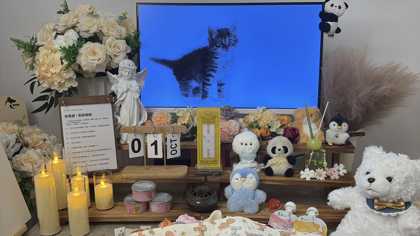 猫咪离世后怎么办？南京猫主子告别指南